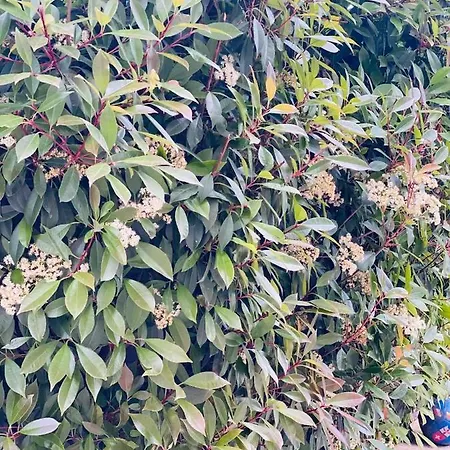 Casa Darului Homestay Eforie Nord