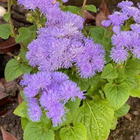 Homestay Casa Darului Eforie Nord