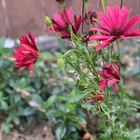 Casa Darului Homestay *