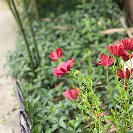 Homestay Casa Darului *