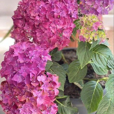 Homestay Casa Darului Eforie Nord