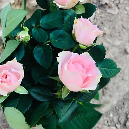 Casa Darului Privatunterkunft Eforie Nord