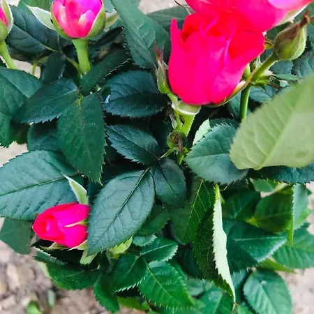 Casa Darului Eforie Nord