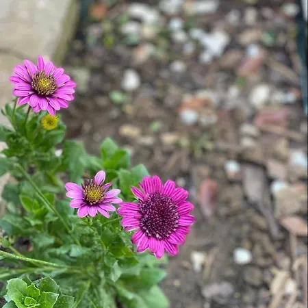 Casa Darului Privatunterkunft *