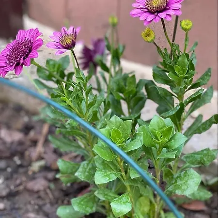 Casa Darului Privatunterkunft *