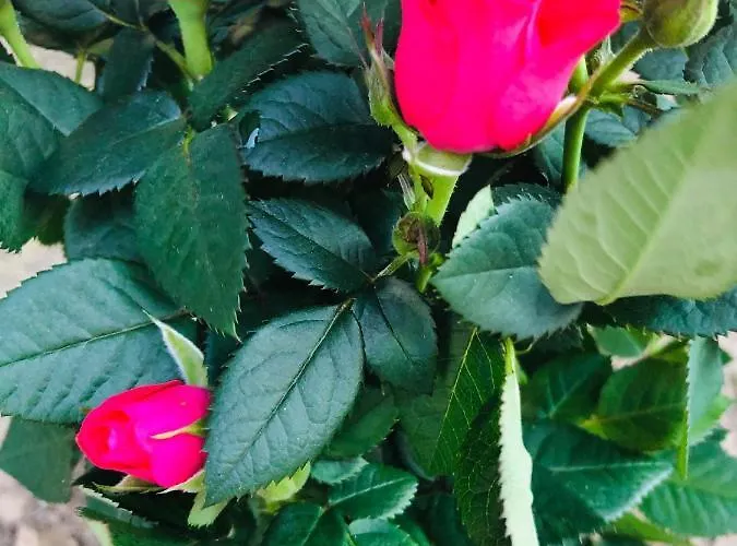 Casa Darului Eforie Nord