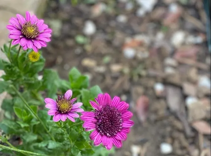 Casa Darului Rum i privatbostad *