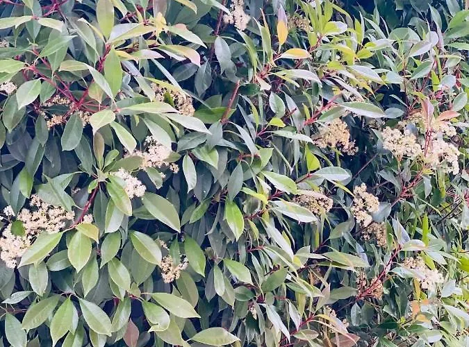 Casa Darului Rum i privatbostad Eforie Nord