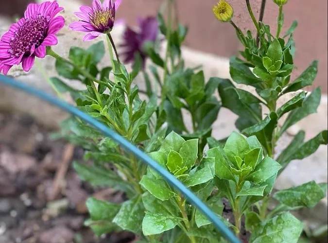 Casa Darului Rum i privatbostad *