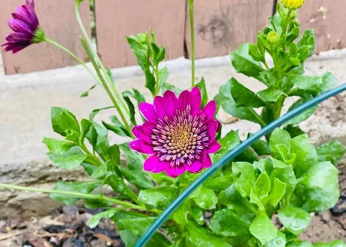 Casa Darului Rum i privatbostad Eforie Nord