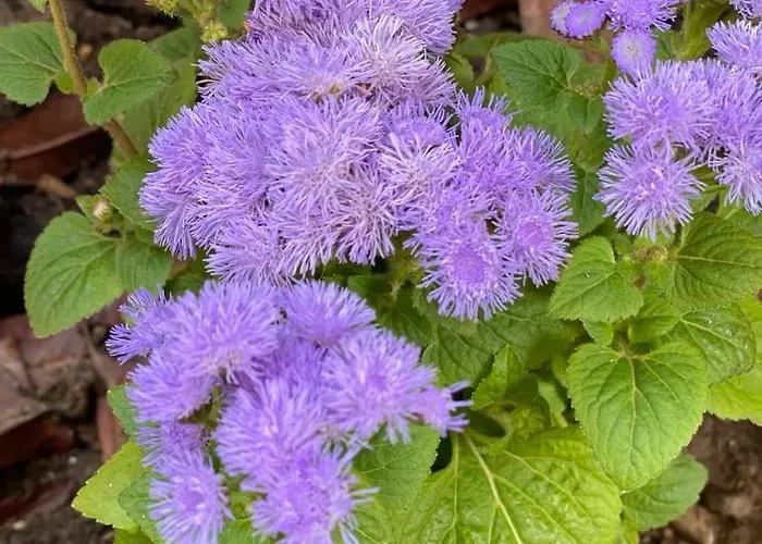 Rum i privatbostad Casa Darului Eforie Nord