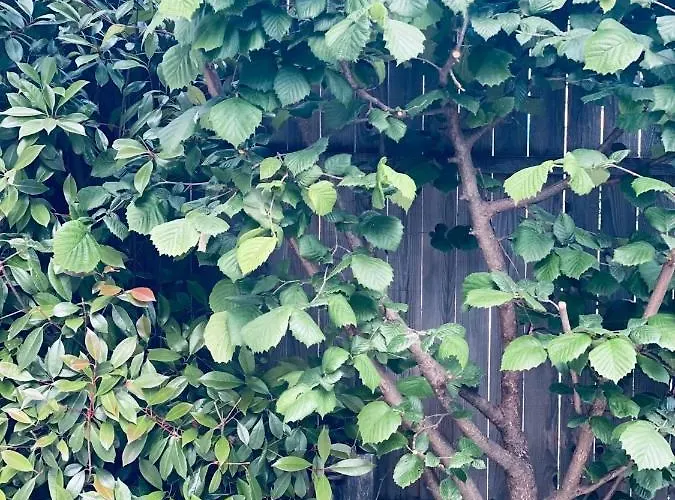 Casa Darului Rum i privatbostad Eforie Nord