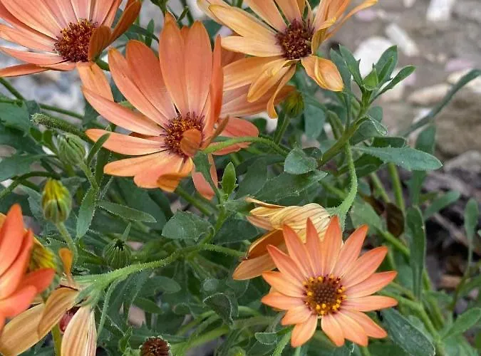 Casa Darului * Eforie Nord