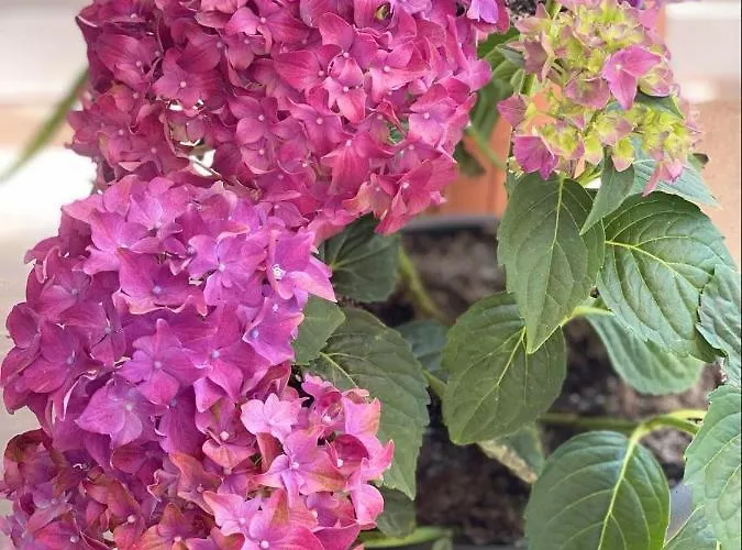 Rum i privatbostad Casa Darului Eforie Nord